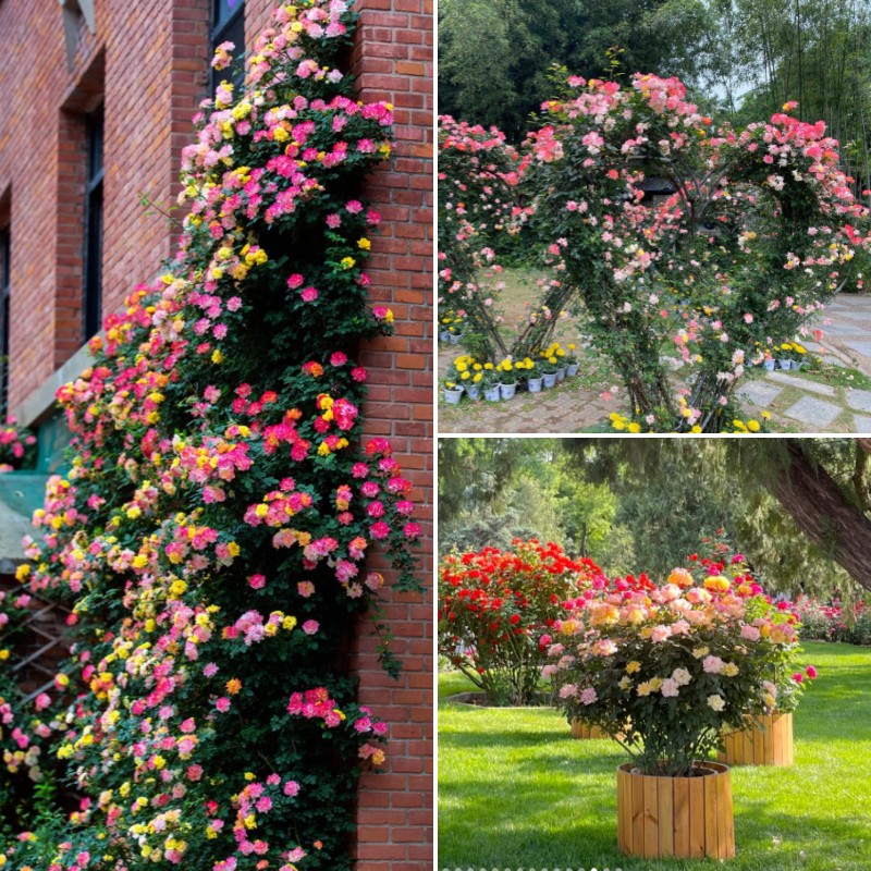 Rainbow's End Rose-Bring the Rainbow Home 🏡🌈