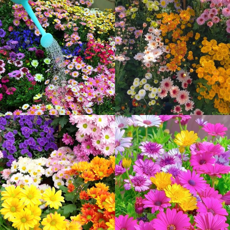 Mixed Colors-Pyrethrum-Flower Seeds-Group