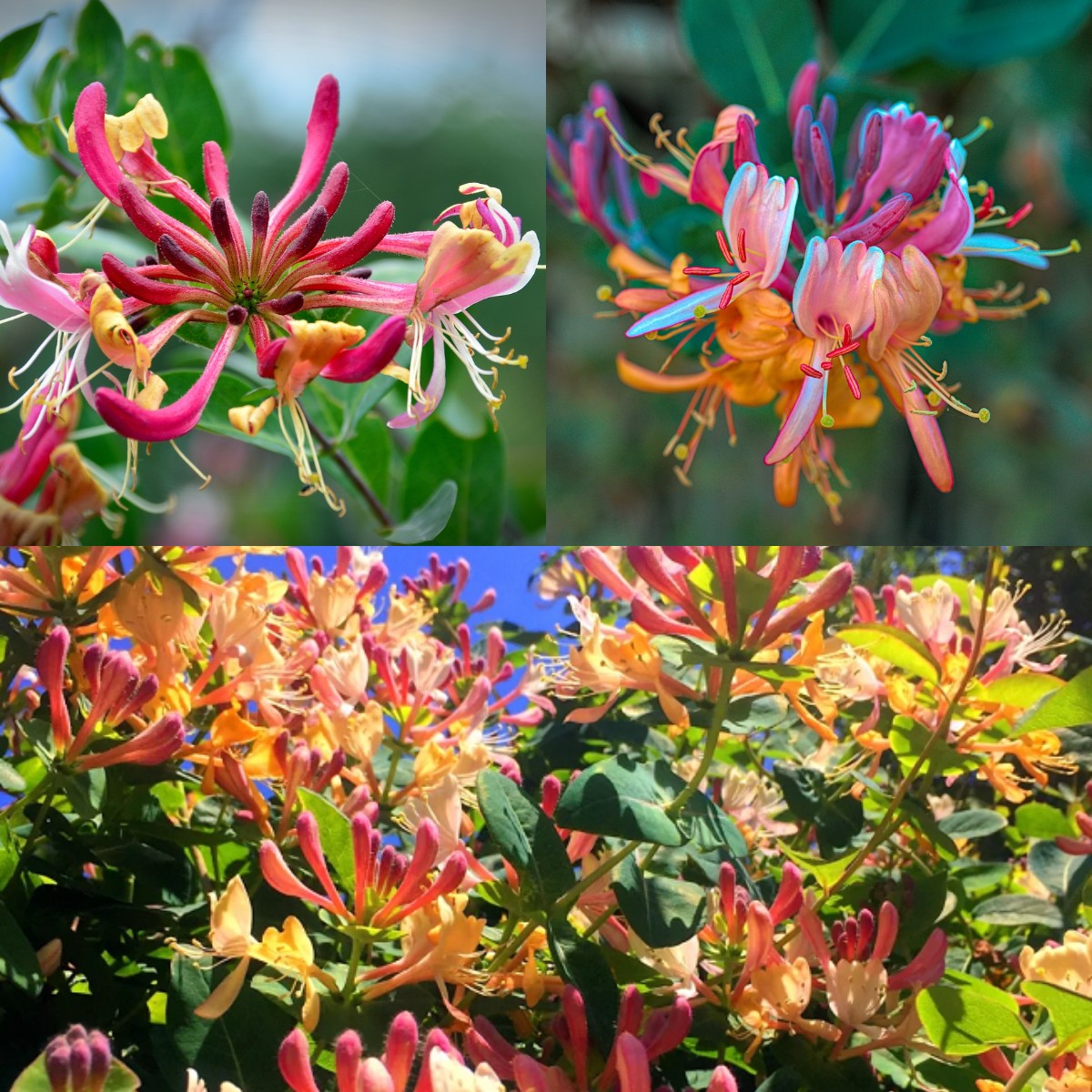 Colorful Honeysuckle Seeds 🌸Flowers that are good for your health