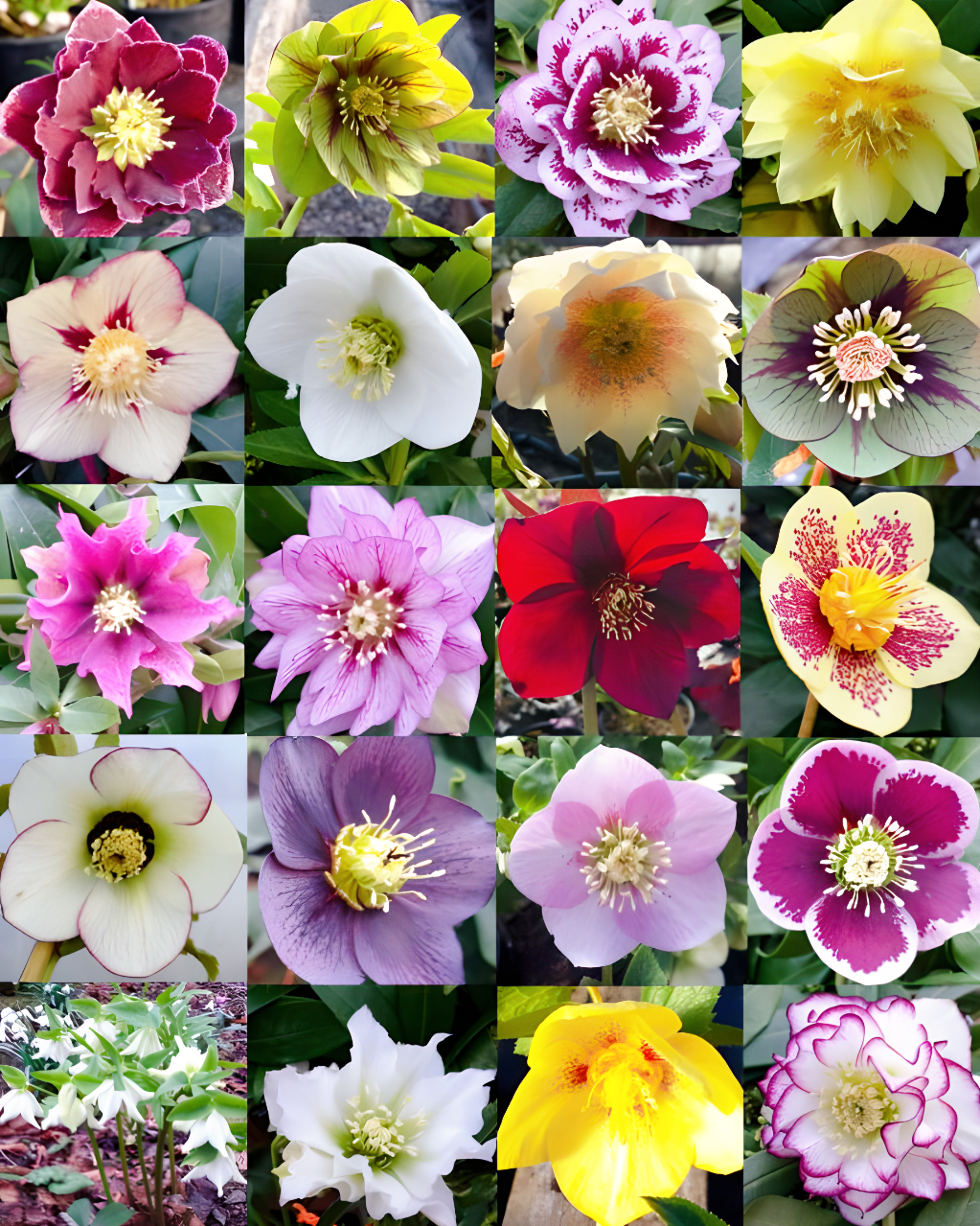 Carnival Hellebore Collection - Christmas Rose
