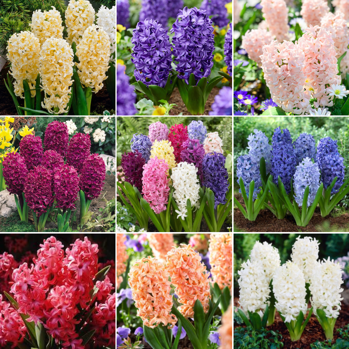 Mixed Color Hyacinth Seeds