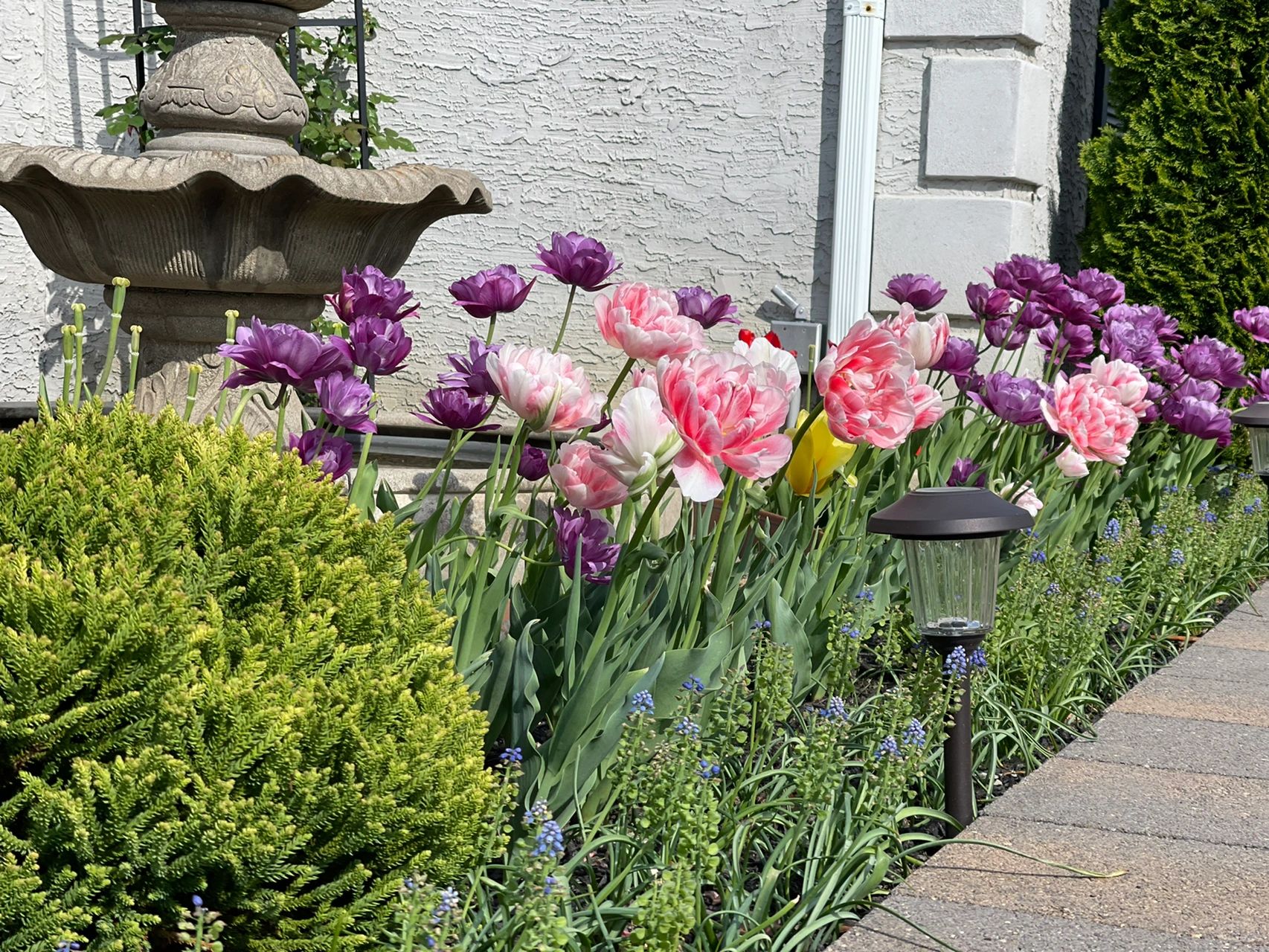 Double Bloom Fluorescent Purple Tulip Seeds