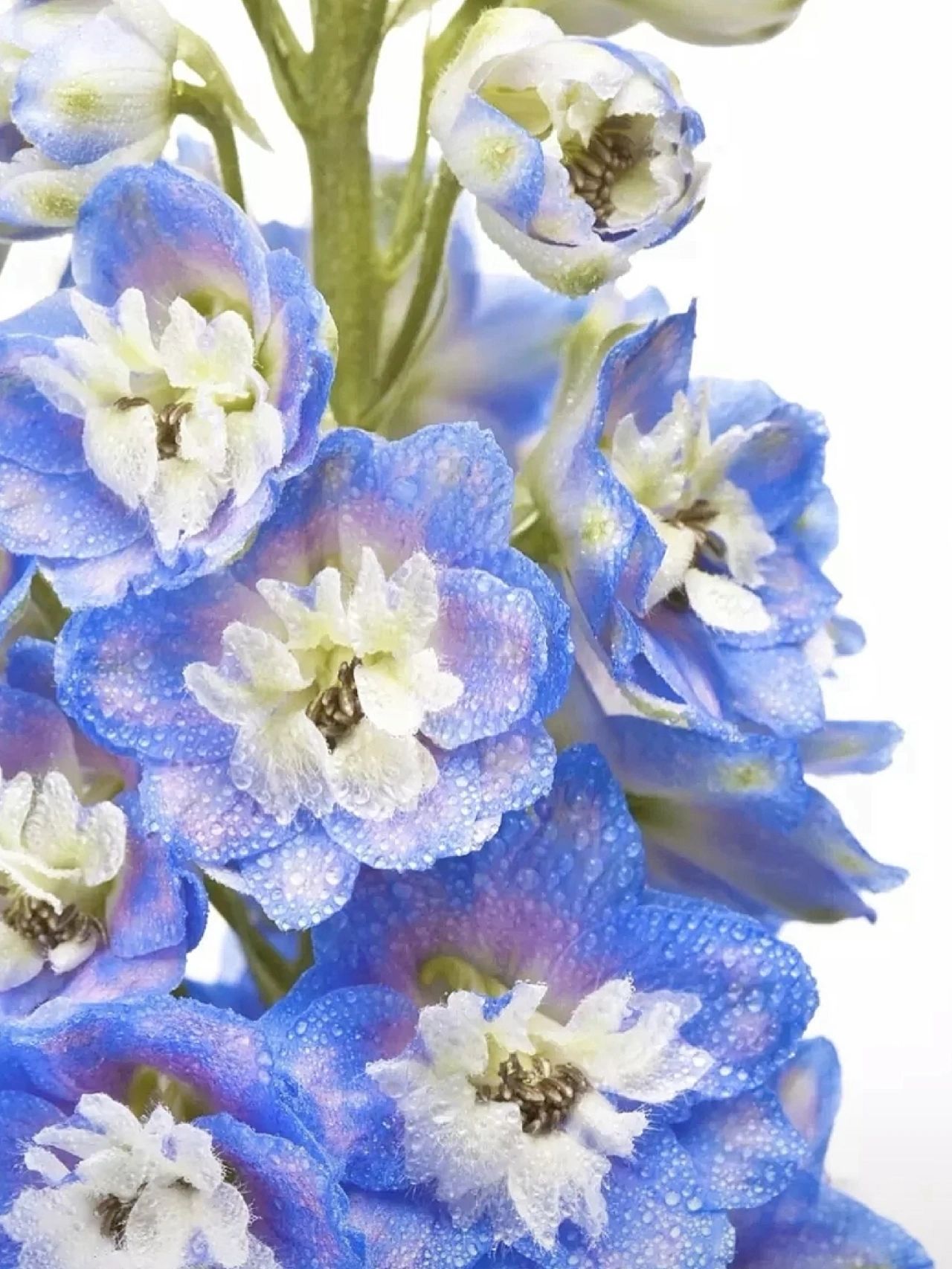 Delphinium Seeds-Mixed Color