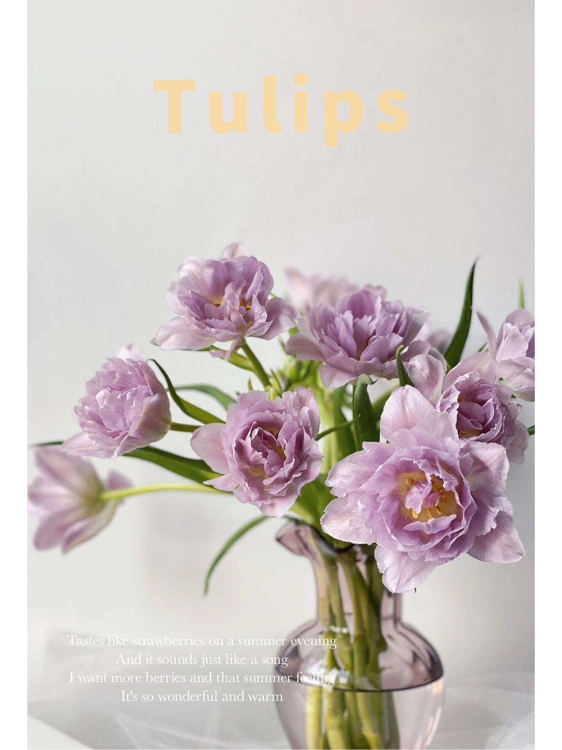 Double Bloom Fluorescent Purple Tulip Seeds