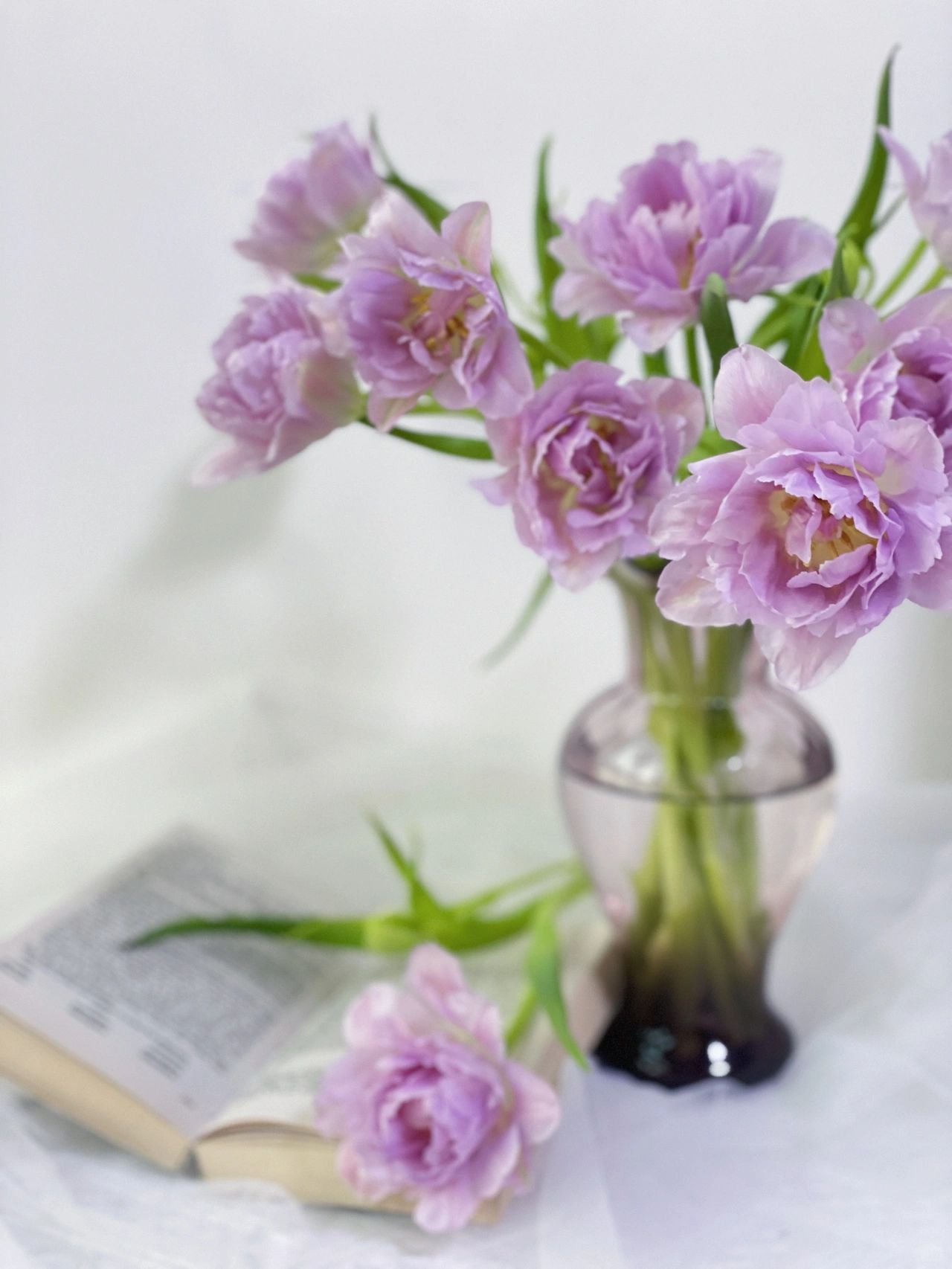 Double Bloom Fluorescent Purple Tulip Seeds