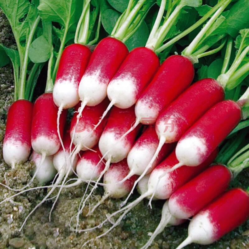 Thumb Fruit Radish Seeds