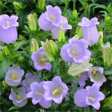 Chimes Flowers Seeds