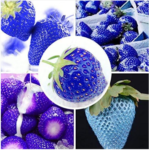 100pcs Blue Climbing Strawberry Seeds Tree Seed, Delicious Fruit Seeds for Home & Garden Bonsai Seeds Planting