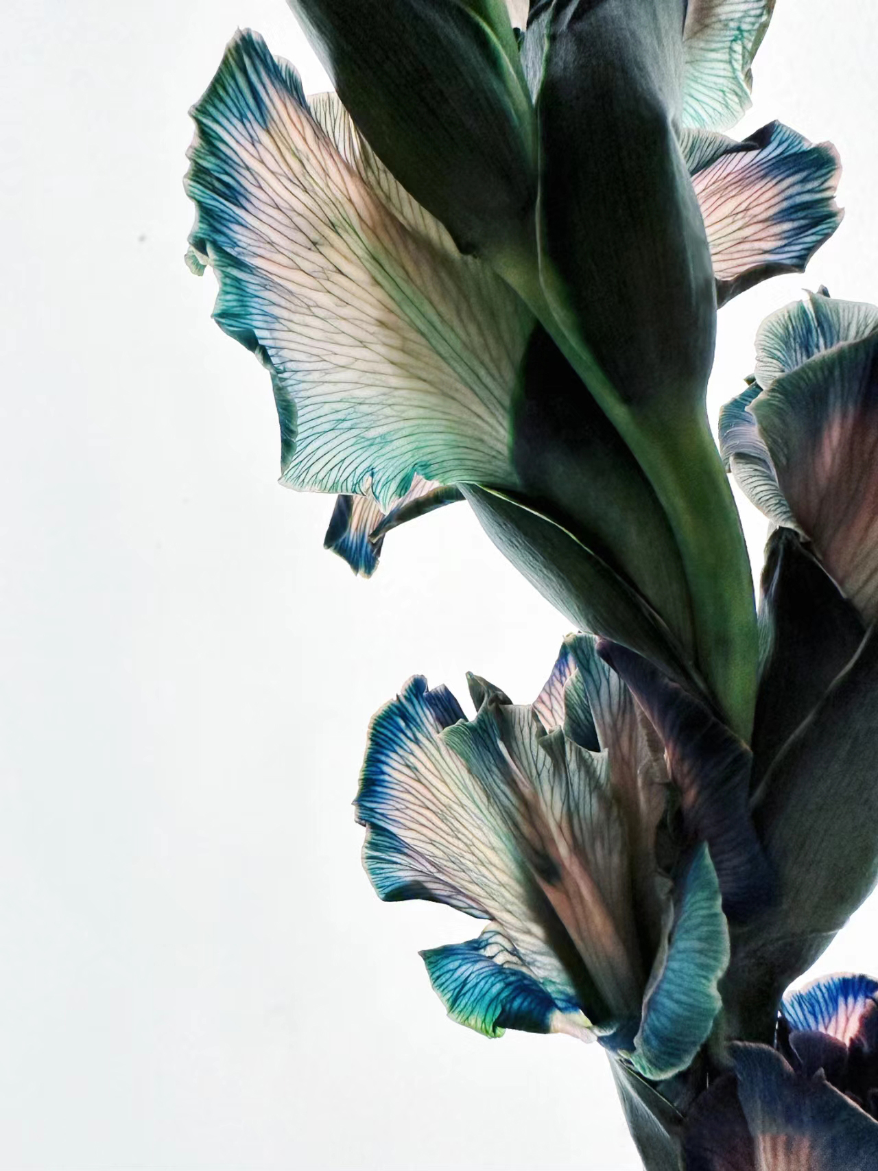 Sword Lily