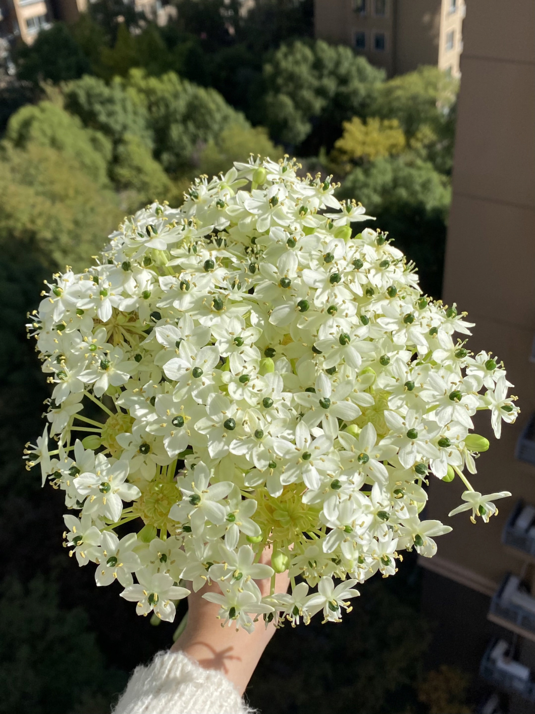 Star of Bethlehem