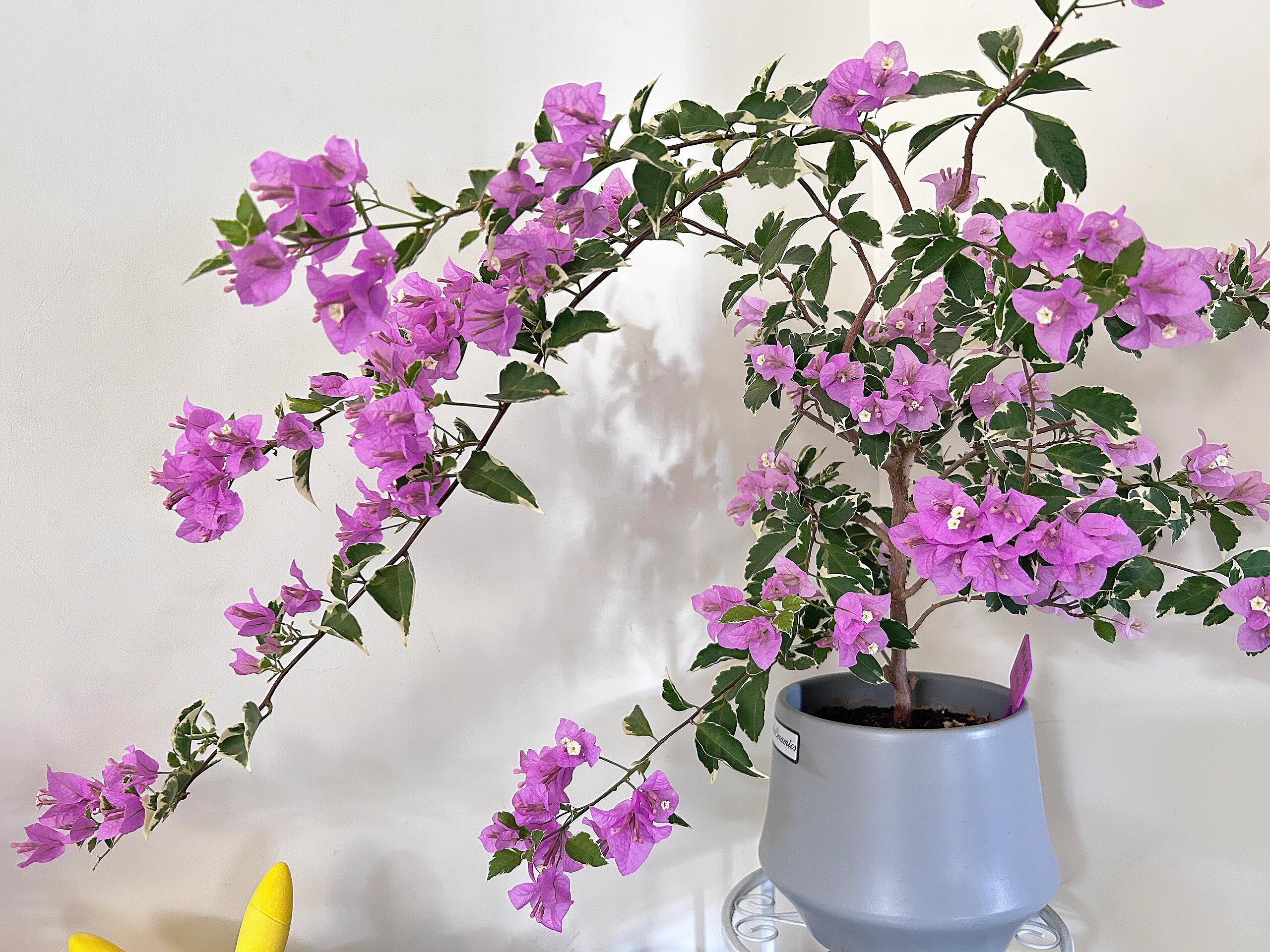 🪴💐Gartenpracht: Bunte Bougainvillea-Samen🌿