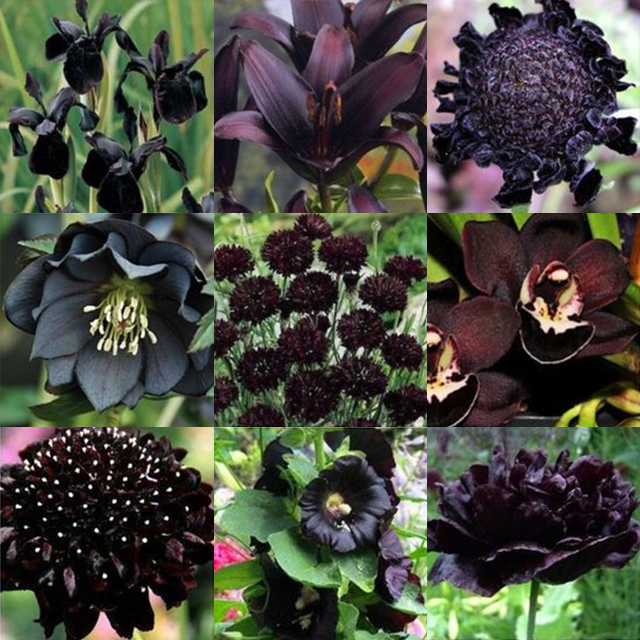 Exclusive Black Wildflower Seed Mix