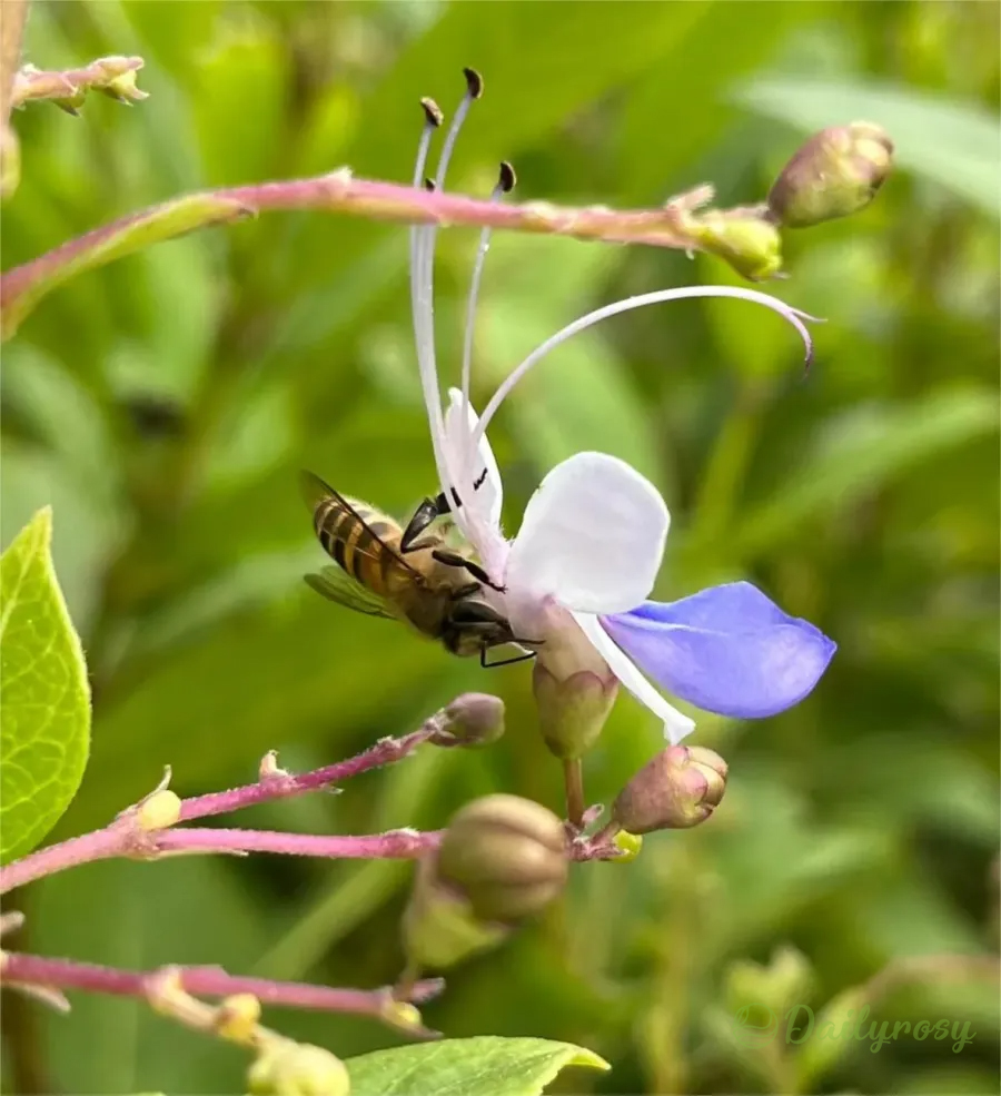 🦋Blue Butterfly Flower Seeds🌿Four seasons flower