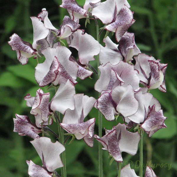 💐Multi Color Sweet Pea Flower Seeds