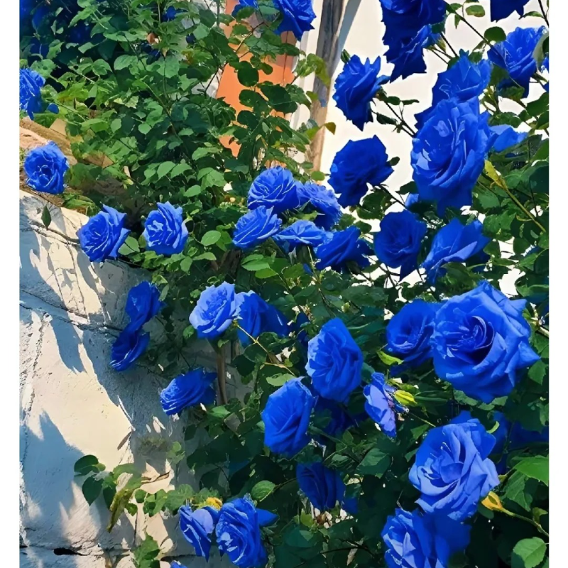Mystic Blue Rose Seeds – A Touch of Romance for Every Season 💫🌹🕰️