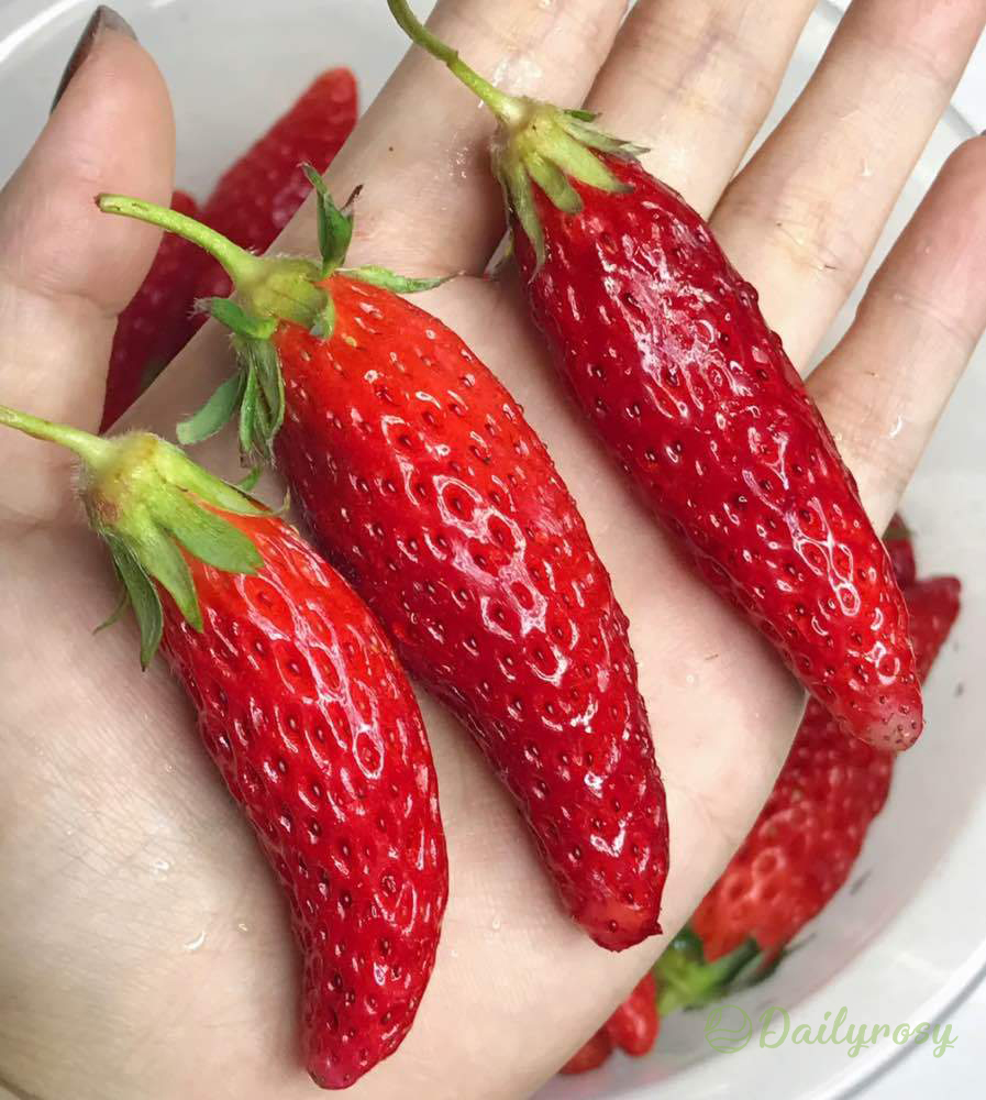 Super Sweet Chili-Shaped Strawberry Seeds🍓