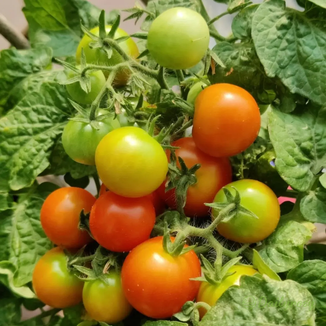 Colorful Dwarf Tomatoes-Four Seasons Potted Plants