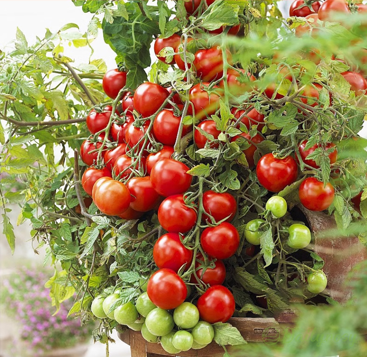 Colorful Dwarf Tomatoes-Four Seasons Potted Plants