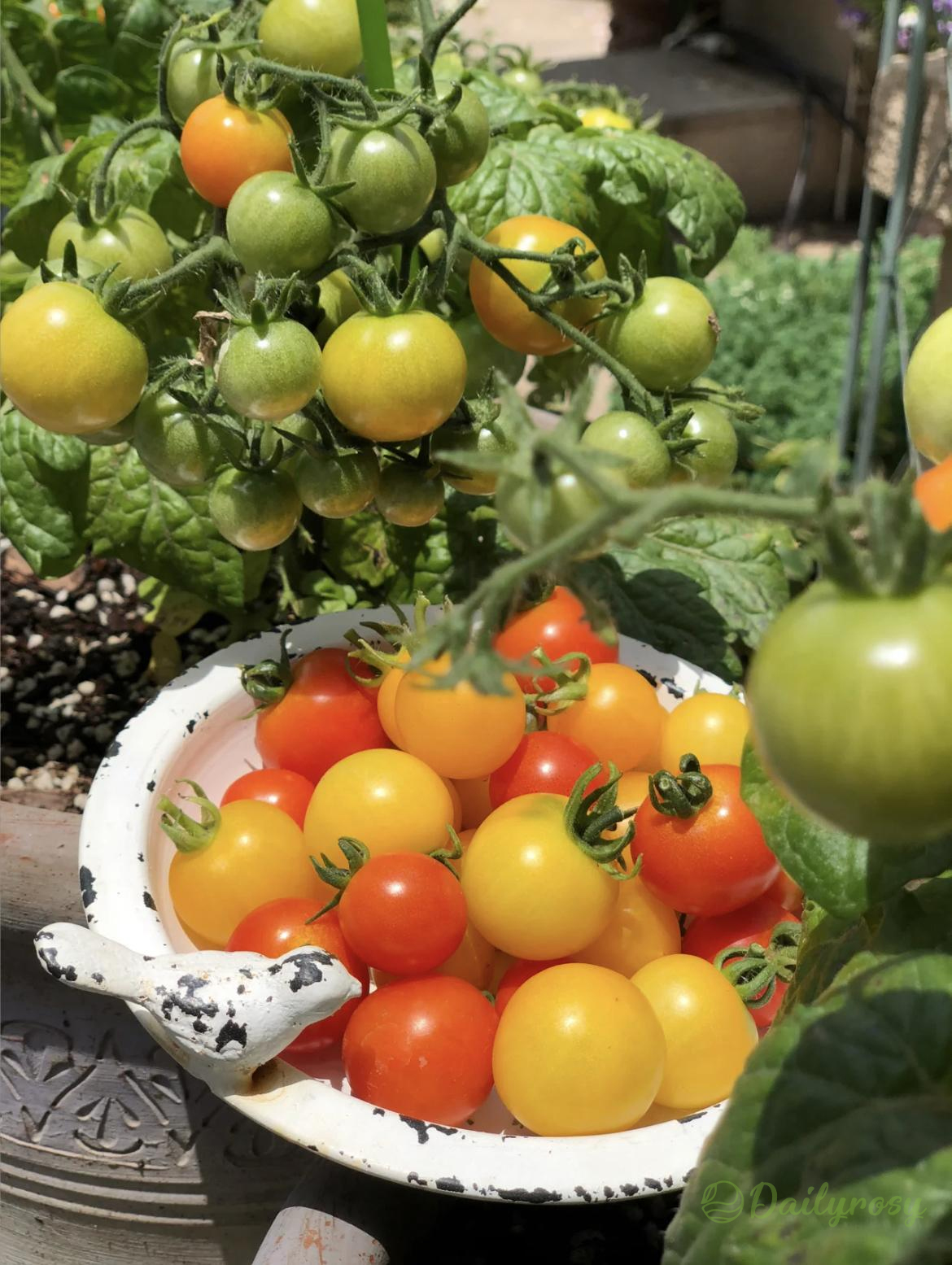 Colorful Dwarf Tomatoes-Four Seasons Potted Plants