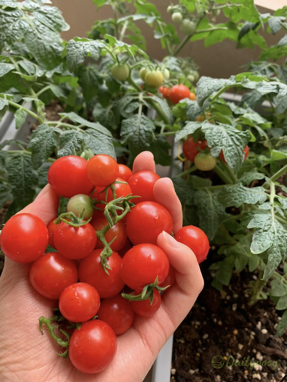 Colorful Dwarf Tomatoes-Four Seasons Potted Plants