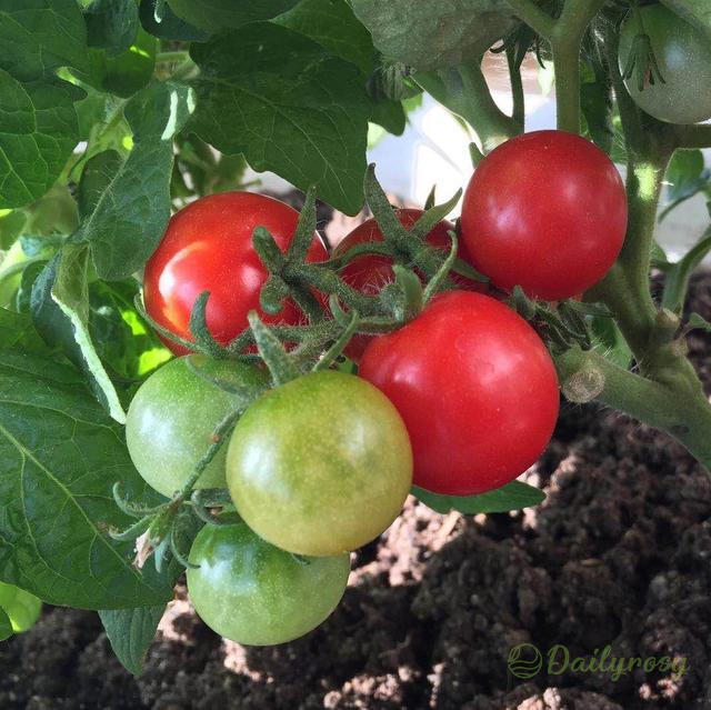Colorful Dwarf Tomatoes-Four Seasons Potted Plants