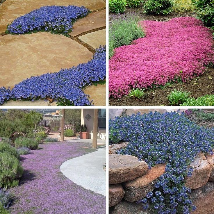 Creeping Thyme Seeds: Unveil the Beauty of Ground Cover! 🌱🌼
