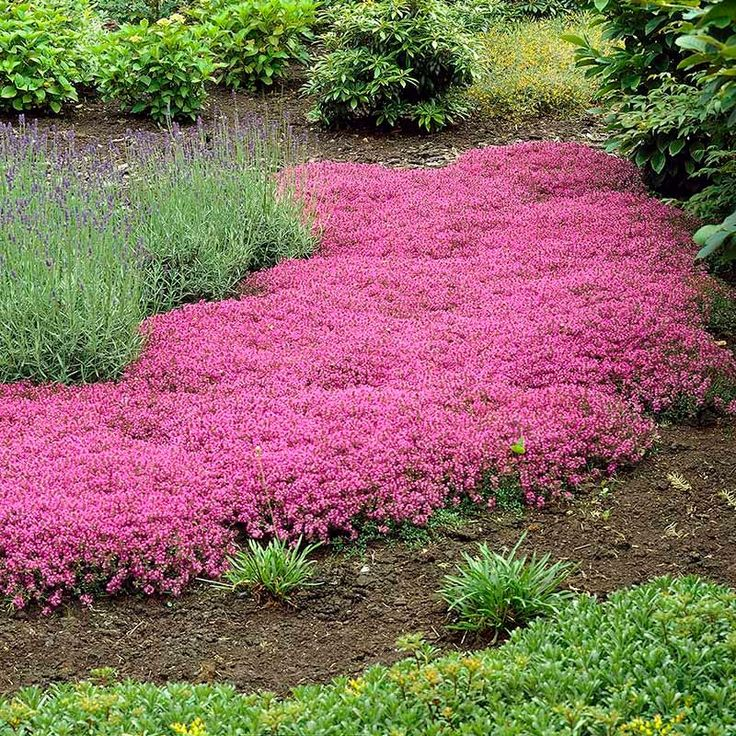 Creeping Thyme Seeds: Unveil the Beauty of Ground Cover! 🌱🌼