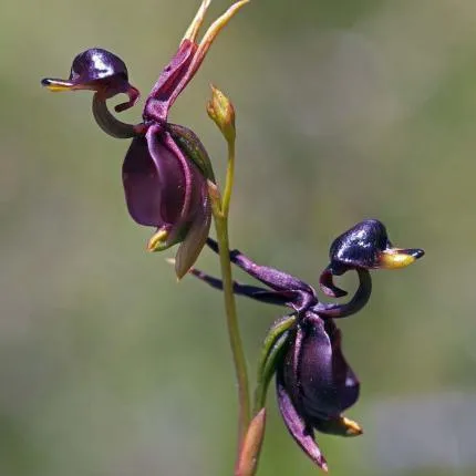 Flying Duck Orchid Seeds – Grow Your Own Rare and Unique Purple Duck Orchids! 🌿🦆