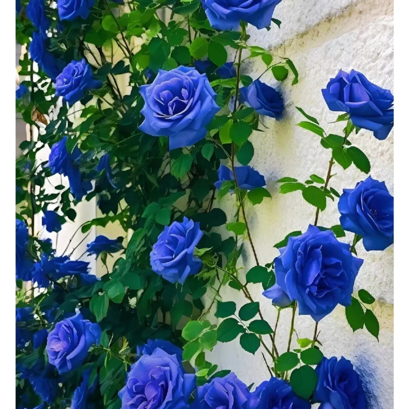 Mystic Blue Rose Seeds – A Touch of Romance for Every Season 💫🌹🕰️