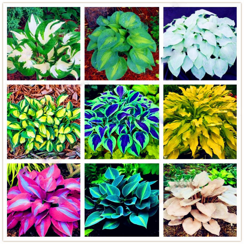 Mixed Hosta Perennials Flower Rare White Lace Lily Seeds