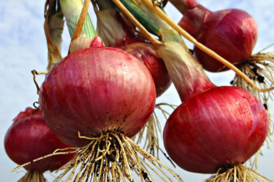 FRUIT PURPLETTE ONION VEGETABLE SEEDS