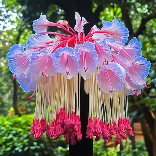 🌸Hanging Lobelia Seeds – Easy to Grow ✅ |  Long-Lasting Blooms 🌼 | 🏡 Compact & Versatile