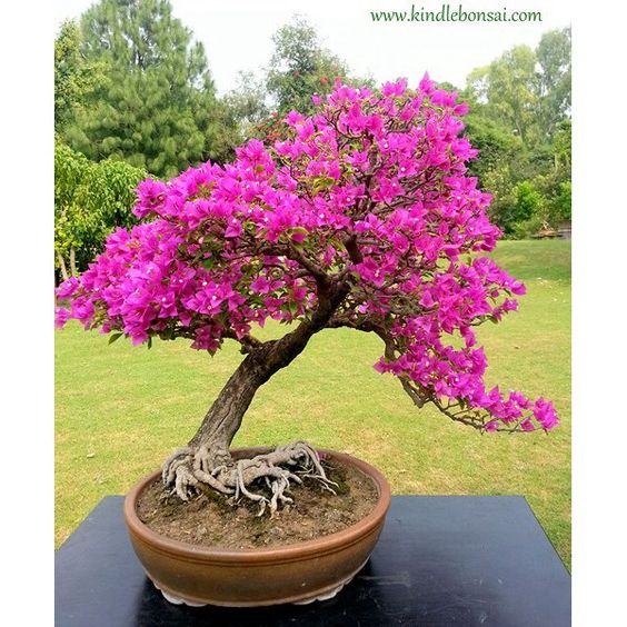 🪴💐Gartenpracht: Bunte Bougainvillea-Samen🌿