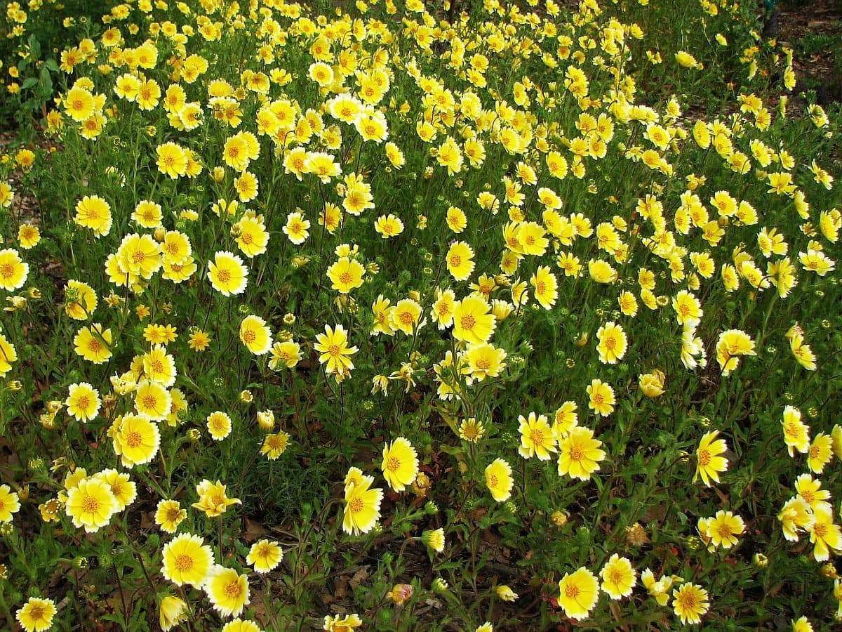 Tidy Tips (Layia Platyglossa) Seeds Great for butterfly and hummingbird gardens!