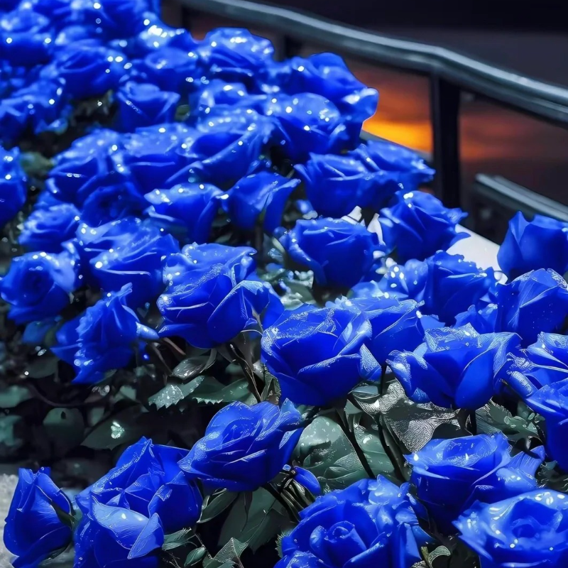 Mystic Blue Rose Seeds – A Touch of Romance for Every Season 💫🌹🕰️