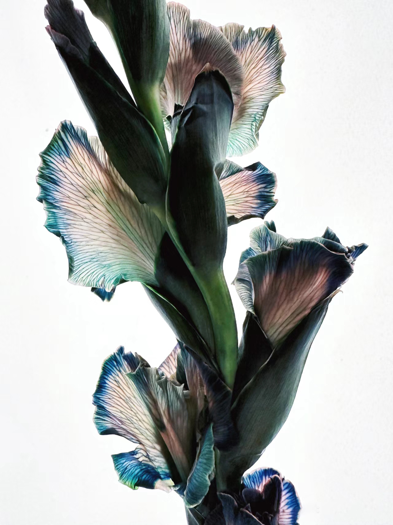 Sword Lily