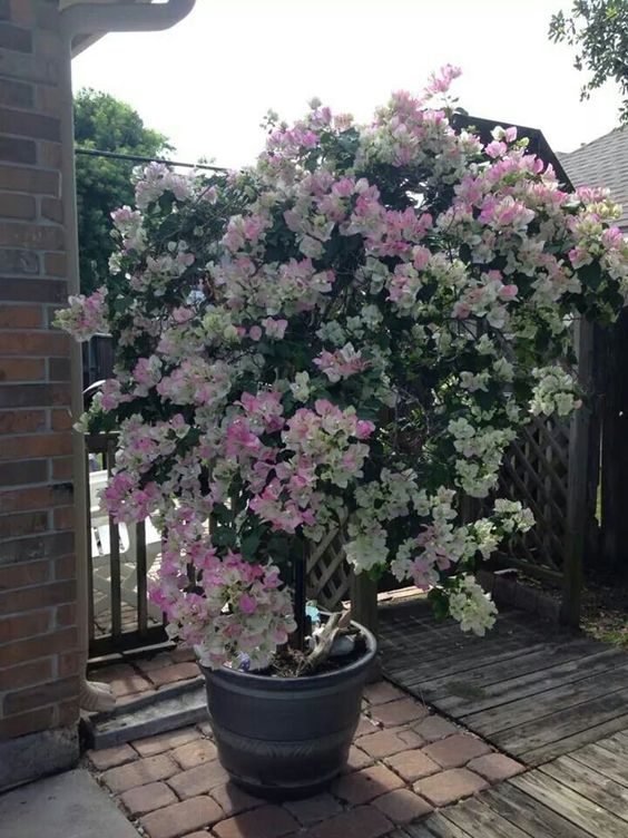 🪴💐Gartenpracht: Bunte Bougainvillea-Samen🌿