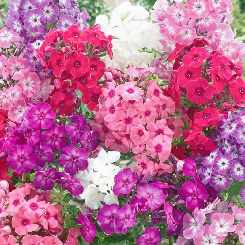 Phlox drummondii -Dwarf Mix💮