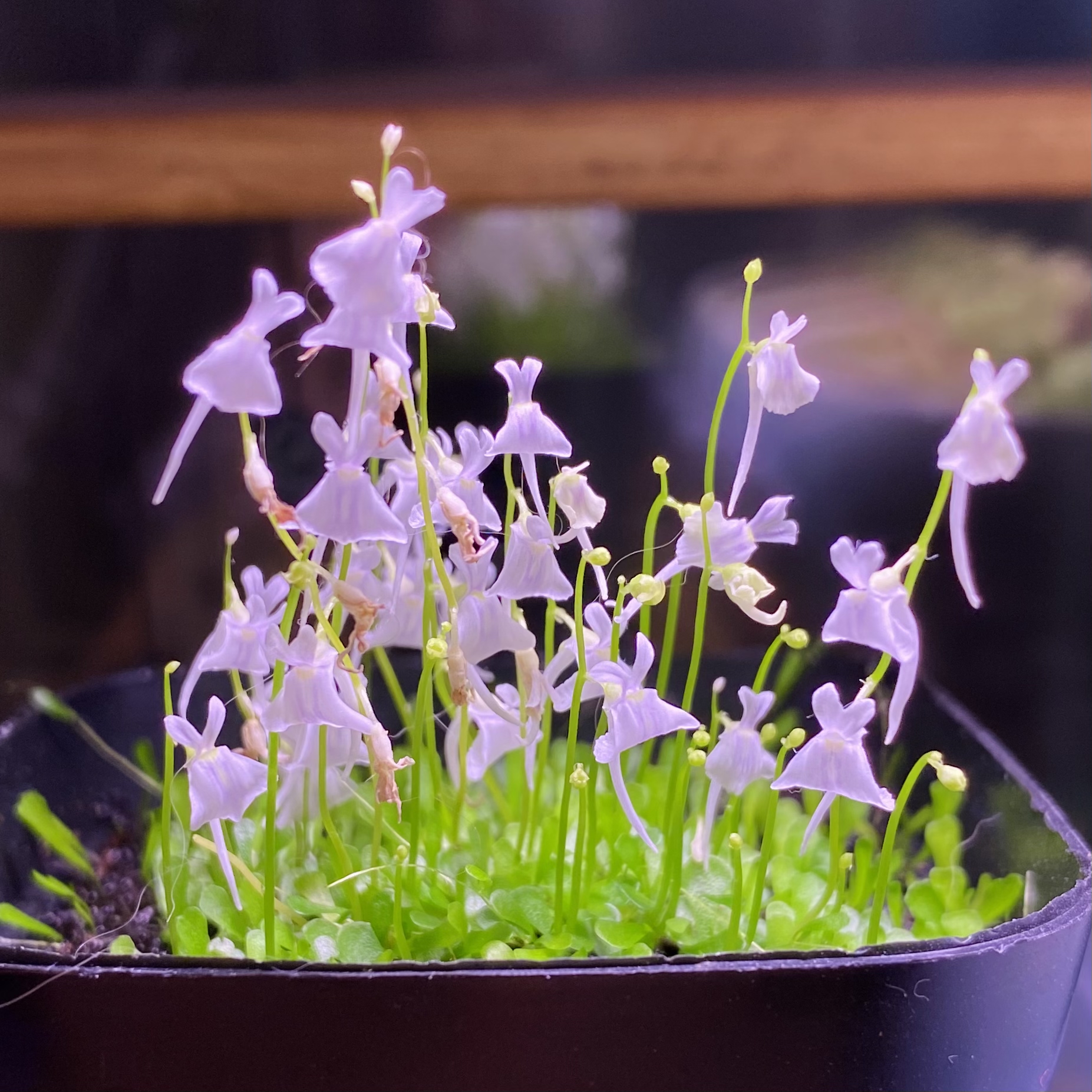 小白兔狸藻又爆花啦！这次太美了~总结一下养护心得- 哔哩哔哩