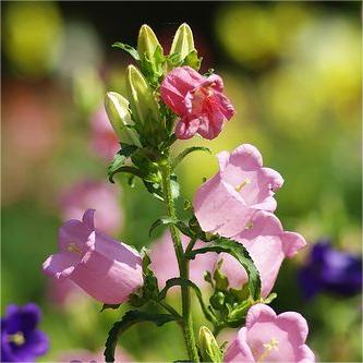 Chimes Flowers Seeds