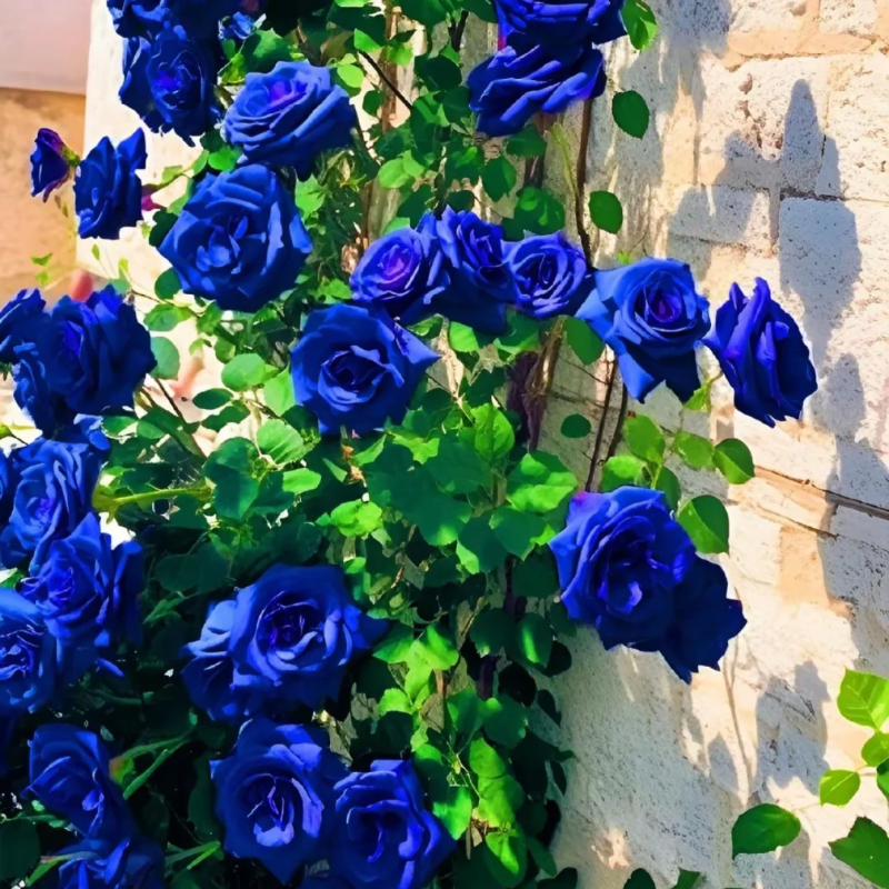 Mystic Blue Rose Seeds – A Touch of Romance for Every Season 💫🌹🕰️