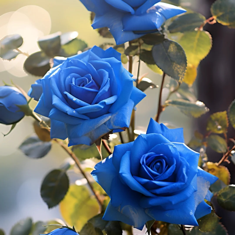 Mystic Blue Rose Seeds – A Touch of Romance for Every Season 💫🌹🕰️