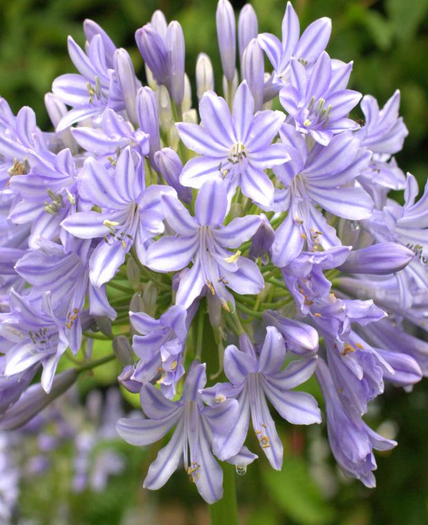 Agapanthus africanus 'Glenavon'