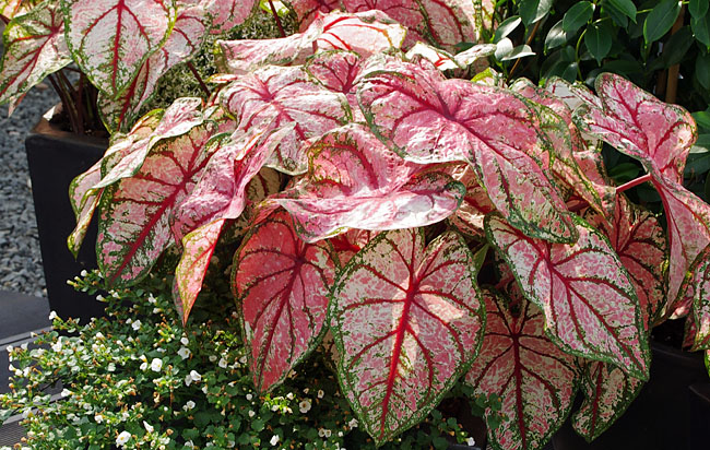 Heart of Jesus-Caladium