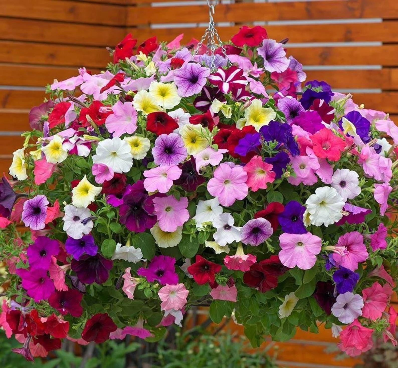 Petunia Hybrida Pendula Trailing Petunia Mix | Awesome Blossom Plants