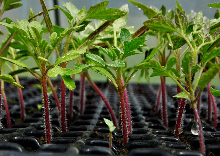 100% Germination rate-Clustered tomatoes Seeds-high yield