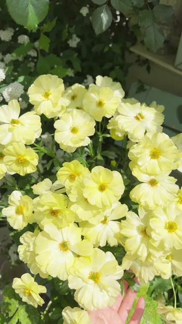 🌼 Enchanting Butterfly Ranunculus Seeds 🌼Perfect blend of magic and beauty!