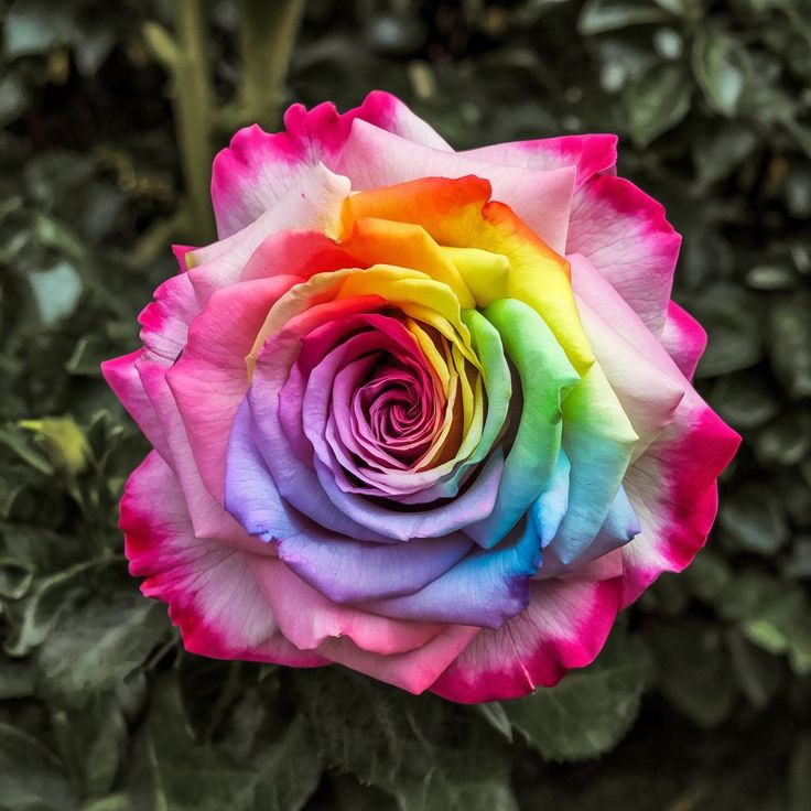 🌈 Rainbow Rose Seeds – Grow a Bouquet of Pure Magic