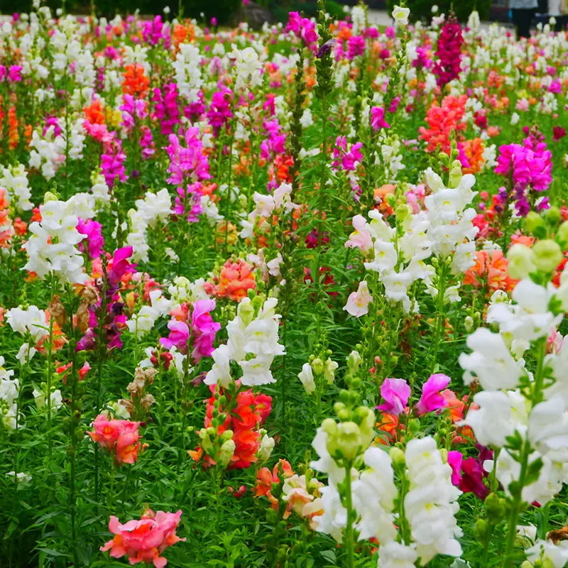 Garden Snapdragon Seeds- Mix Colors