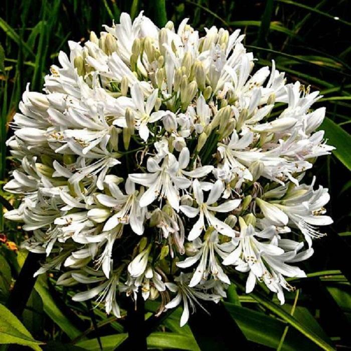 🔥🔥Agapanthus africanus 'Albus'
